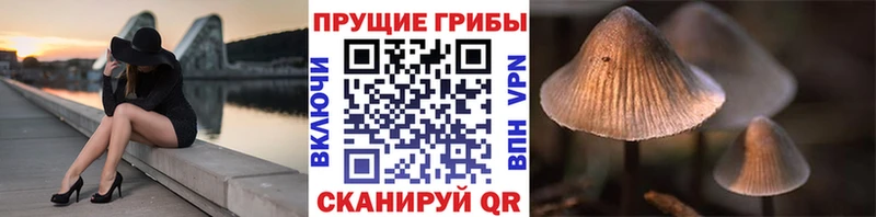 Псилоцибиновые грибы Psilocybine cubensis  Балабаново 